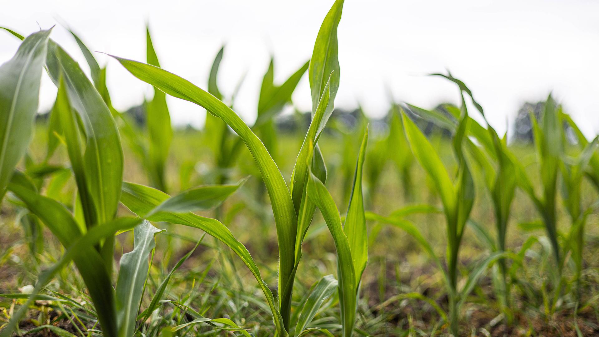 Junge Mais-Pflanzen auf einem Feld in Brandenburg