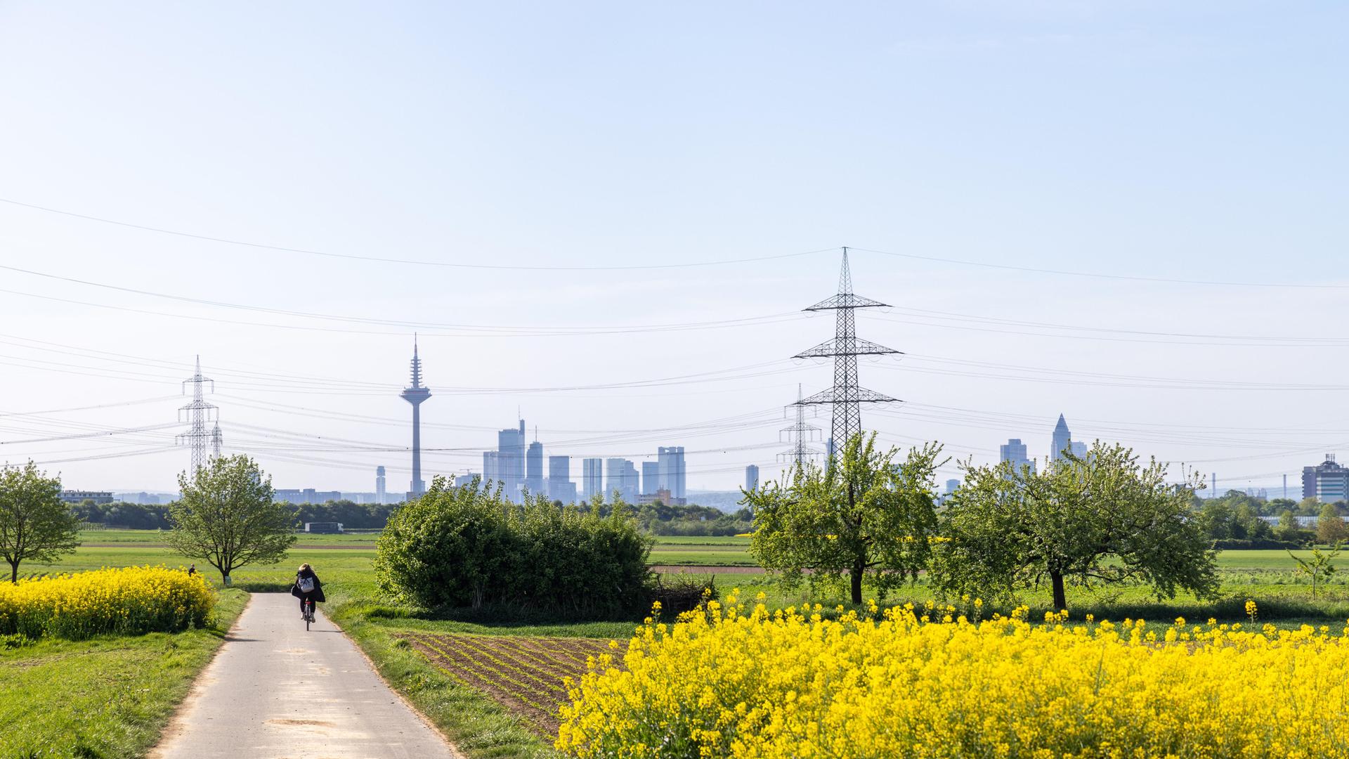 Die Skyline von Frankfurt am Main ist hinter Rapsfeldern zu sehen. Die Skyline von Frankfurt am Main ist hinter Rapsfeldern zu sehen.