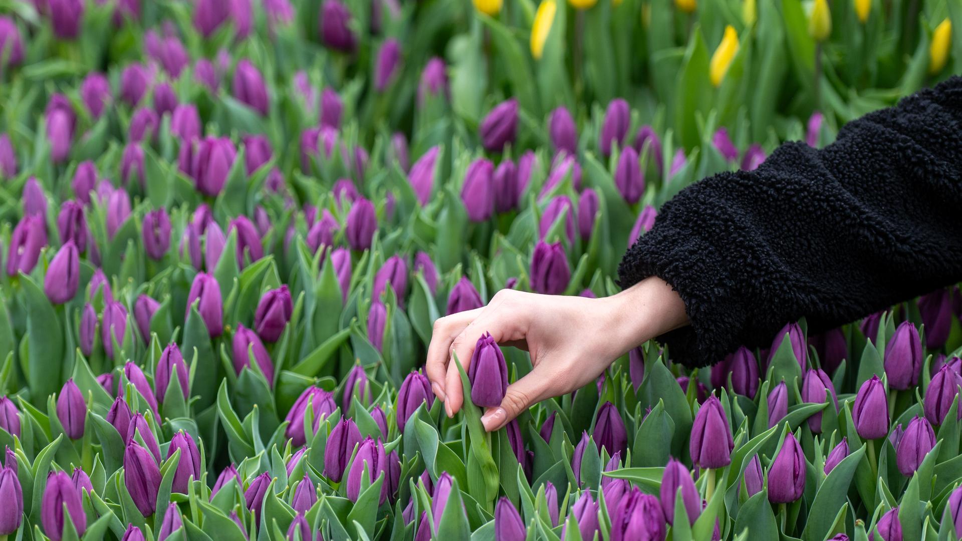 Eine Hand zieht eine Tulpe aus einer großen Menge von Tulpen.