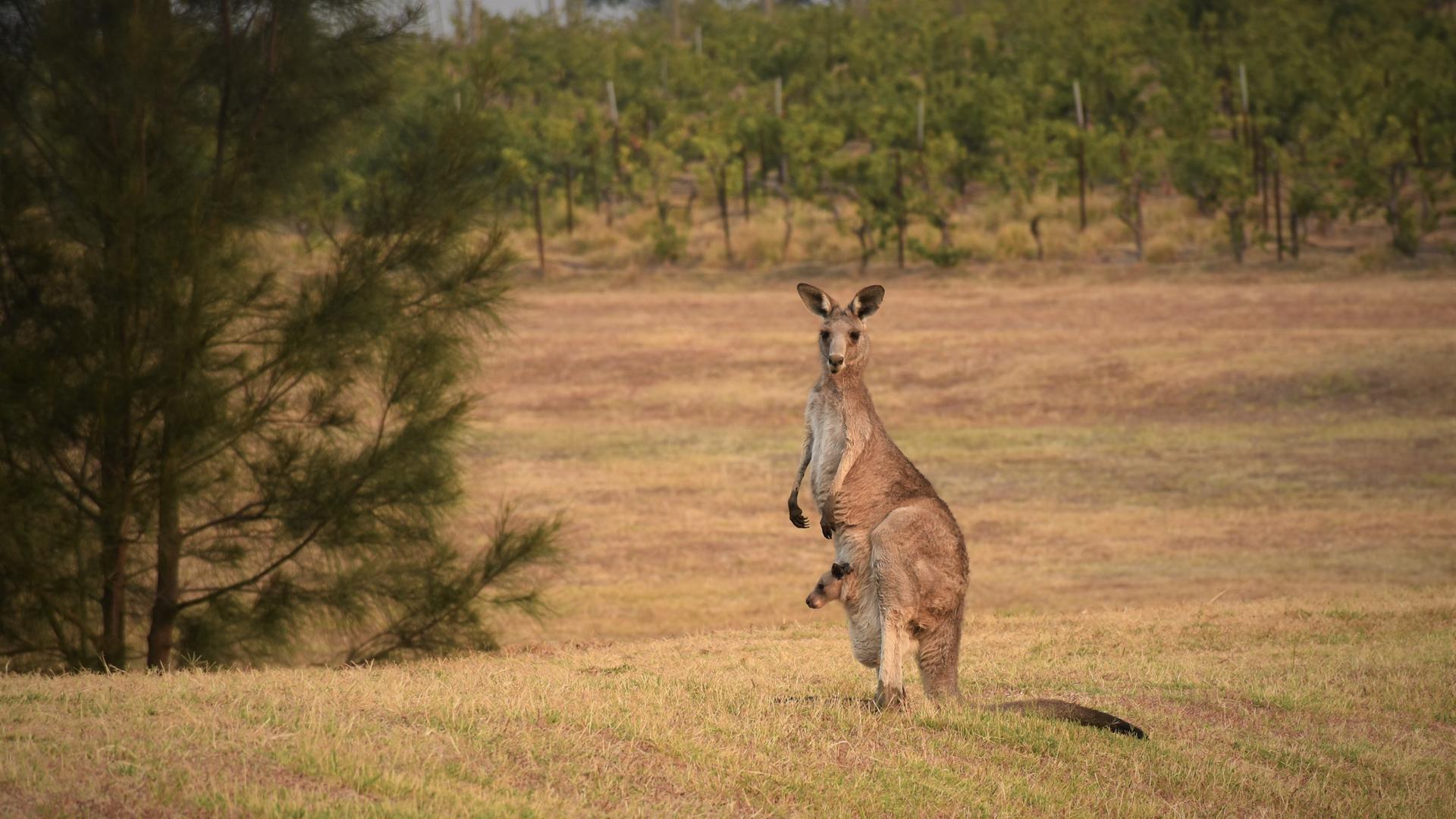 Ein Kanguru steht aufrecht mit aufgestellten Ohren und aufmerksamem Blick Richtung Kamera. Aus dem Beutel schaut ein Känguru-Baby in eine andere Richtung.