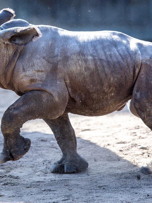 Das erst wenige Tage alte weibliches Nashornbaby erkundet erstmals die AuÃenanlagen im Schweriner Zoo. Seit 1981 leben Breitmaulnashörner im Zoo Schwerin - doch noch nie hat es bisher mit Nachwuchs geklappt. Nach 42 Jahren ist ein weibliches Jungtier auf die Welt gekommen. Nach einer Tragzeit von 526 Tagen hat Nashornmama Clara bei einer bilderbuchhaften schnellen Geburt ohne Komplikationen das kleine Nashorn auf die Welt gebracht.