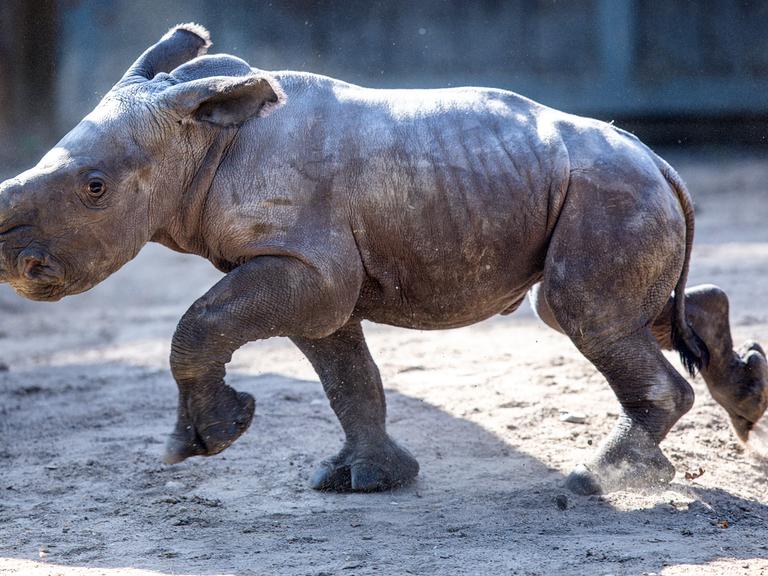 Das erst wenige Tage alte weibliches Nashornbaby erkundet erstmals die AuÃenanlagen im Schweriner Zoo. Seit 1981 leben Breitmaulnashörner im Zoo Schwerin - doch noch nie hat es bisher mit Nachwuchs geklappt. Nach 42 Jahren ist ein weibliches Jungtier auf die Welt gekommen. Nach einer Tragzeit von 526 Tagen hat Nashornmama Clara bei einer bilderbuchhaften schnellen Geburt ohne Komplikationen das kleine Nashorn auf die Welt gebracht.