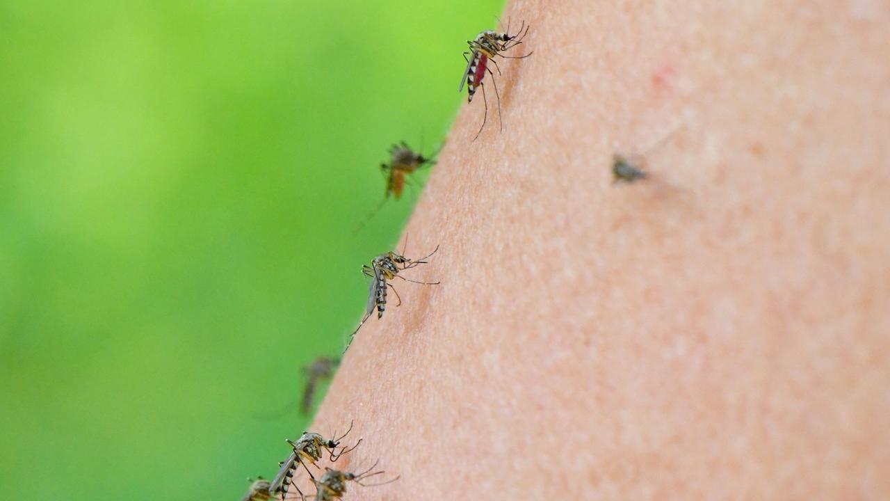 Mehrere Mücken der Art Aedes vexans sind auf dem Arm einer Frau zu sehen. Mehrere Mücken der Art Aedes vexans sind auf dem Arm einer Frau zu sehen.