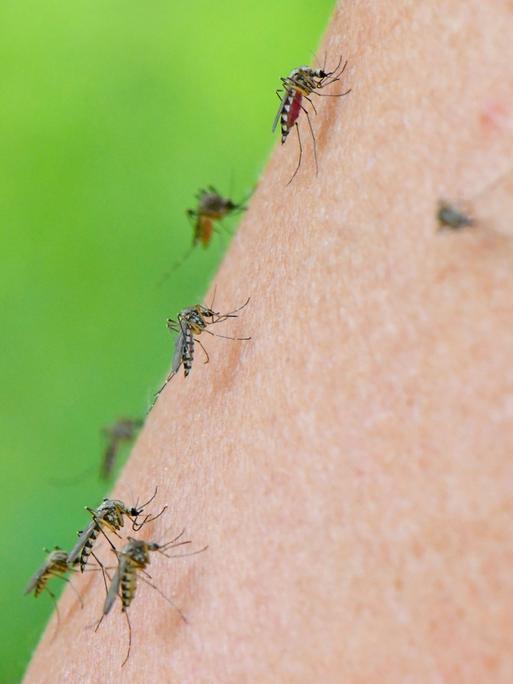 Mehrere Mücken der Art Aedes vexans sind auf dem Arm einer Frau zu sehen.