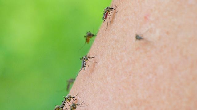 Mehrere Mücken der Art Aedes vexans sind auf dem Arm einer Frau zu sehen. Mehrere Mücken der Art Aedes vexans sind auf dem Arm einer Frau zu sehen.