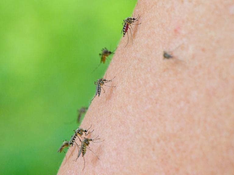 Mehrere Mücken der Art Aedes vexans sind auf dem Arm einer Frau zu sehen.