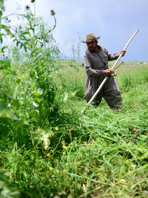 Ein Bauer im Irak mäht Gras mit Sensen auf einem landwirtschaftlichen Feld, um seine Tiere im Winter zu versorgen.