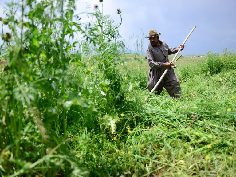 Ein Bauer im Irak mäht Gras mit Sensen auf einem landwirtschaftlichen Feld, um seine Tiere im Winter zu versorgen.