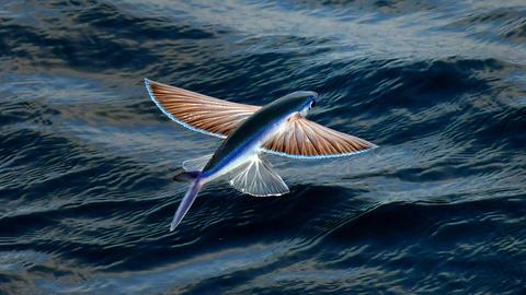 Fliegender Fisch an der Oberfläche des Atlantischen Ozeans.