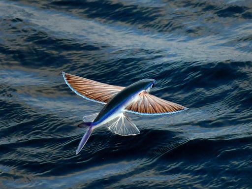 Fliegender Fisch an der Oberfläche des Atlantischen Ozeans.