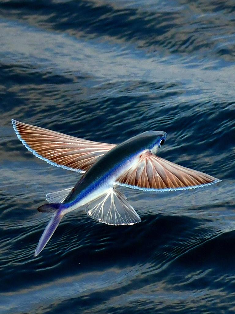 Fliegender Fisch an der Oberfläche des Atlantischen Ozeans.