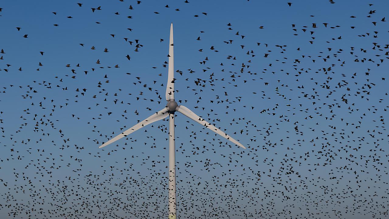 Ein Schwarm Vögel fliegt in der Nähe eines Windrades