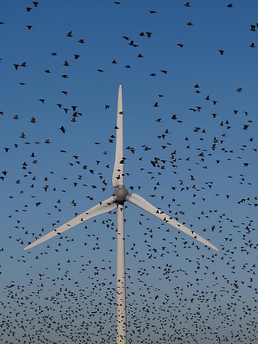 Ein Schwarm Vögel fliegt in der Nähe eines Windrades