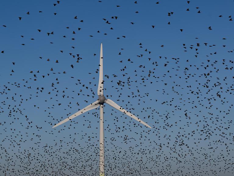 Ein Schwarm Vögel fliegt in der Nähe eines Windrades