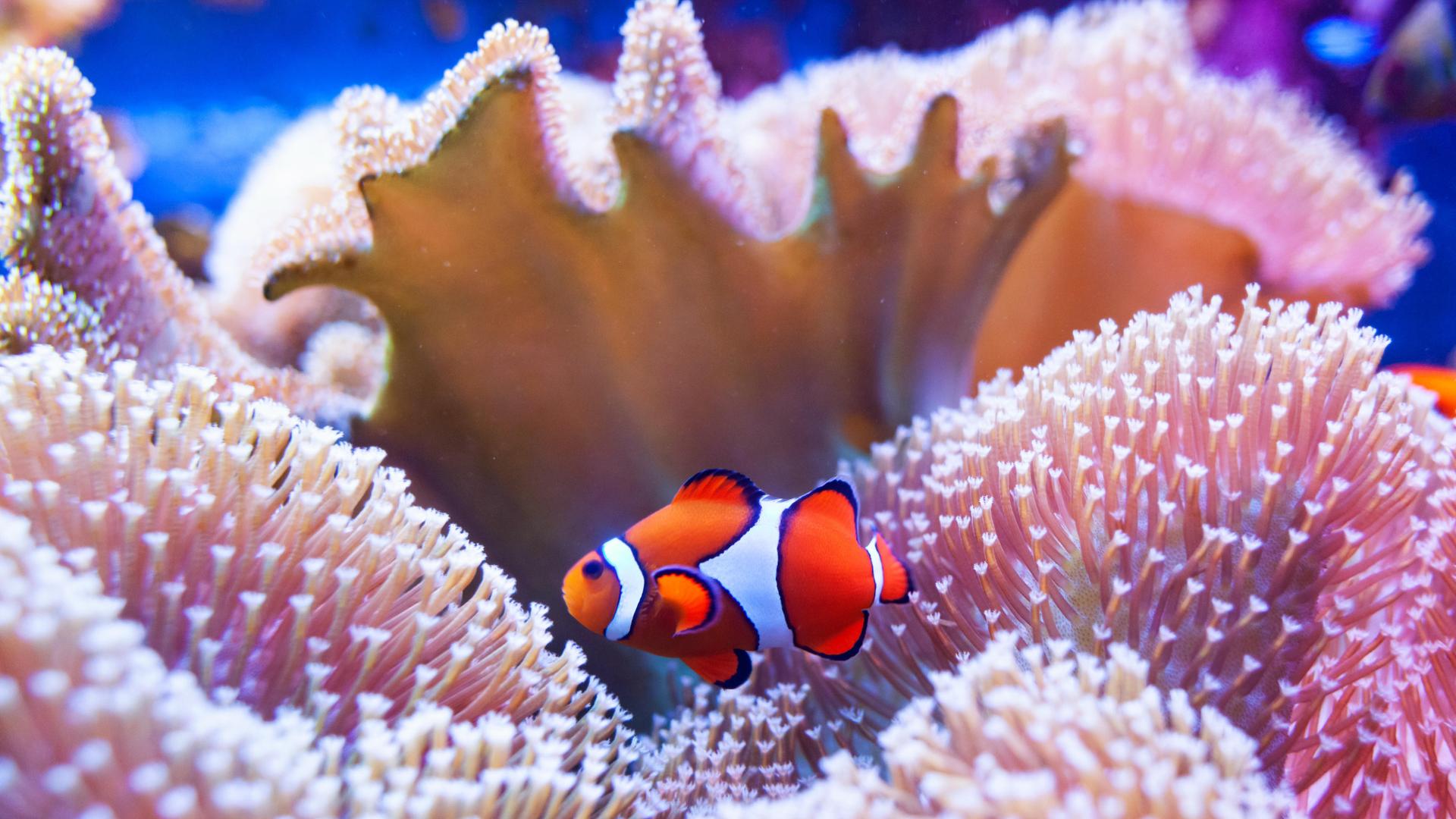 Ein Clownfisch schwimmt zwischen Korallen hindurch.
