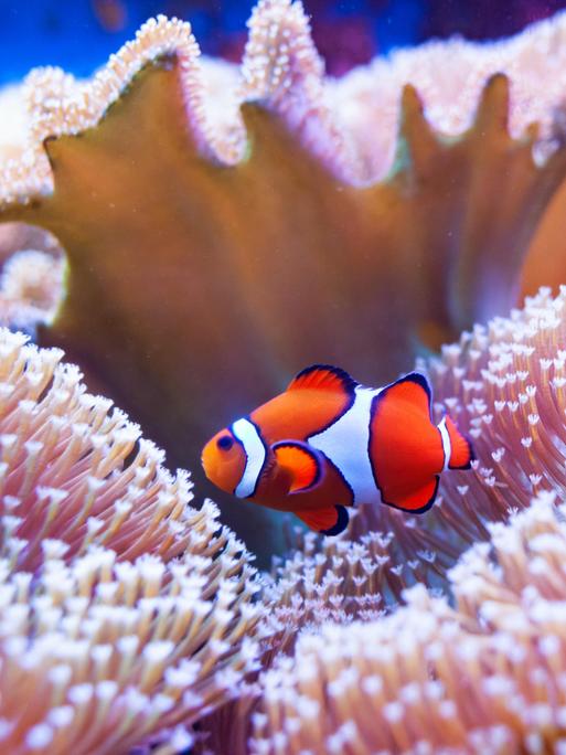 Ein Clownfisch schwimmt zwischen Korallen hindurch.