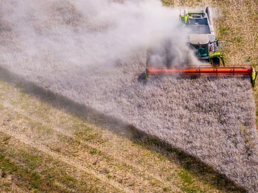 Ein Mähdrescher fährt bei der Ernte über ein Rapsfeld