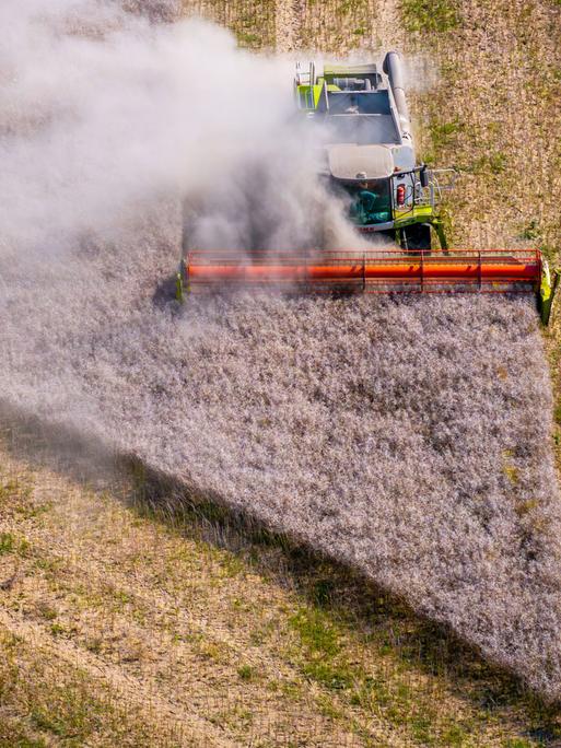 Ein Mähdrescher fährt bei der Ernte über ein Rapsfeld