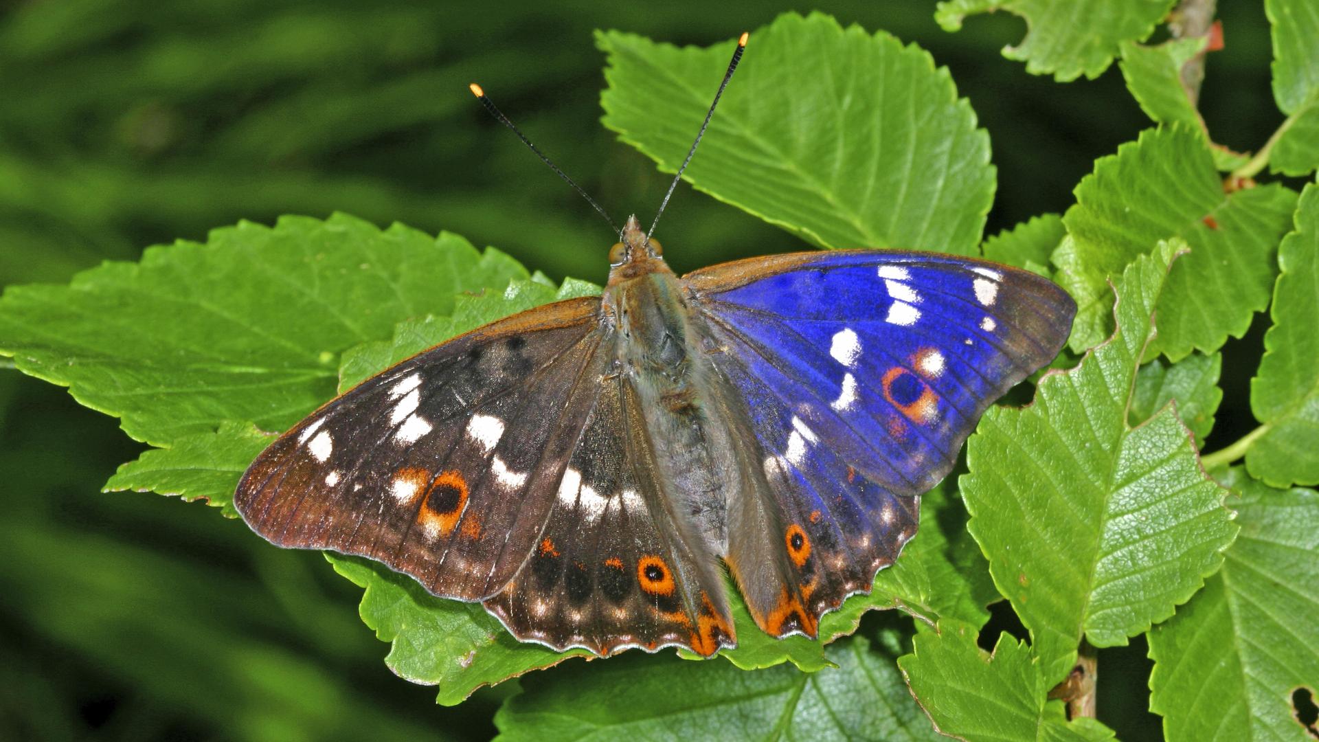 Das Foto zeigt einen Kleinen Schillerfalter auf Blättern. Der linke Flügel sieht braun aus, der rechte schimert blau. Das Foto zeigt einen Kleinen Schillerfalter auf Blättern. Der linke Flügel sieht braun aus, der rechte schimert blau.