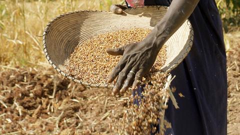 Eine sudanesische Bäuerin reinigt ausgedroschene Sorgum-Körner (eine Hirseart) nahe der Stadt bei Mukjar auf einem Feld in West-Darfur im Sudan.