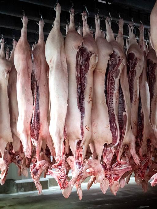 Zerlegte Schweine hängen im Kühlhaus vom Schlachthof Brand Qualitätsfleisch.