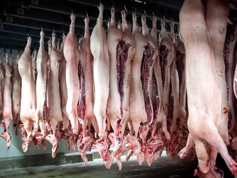 Zerlegte Schweine hängen im Kühlhaus vom Schlachthof Brand Qualitätsfleisch.
