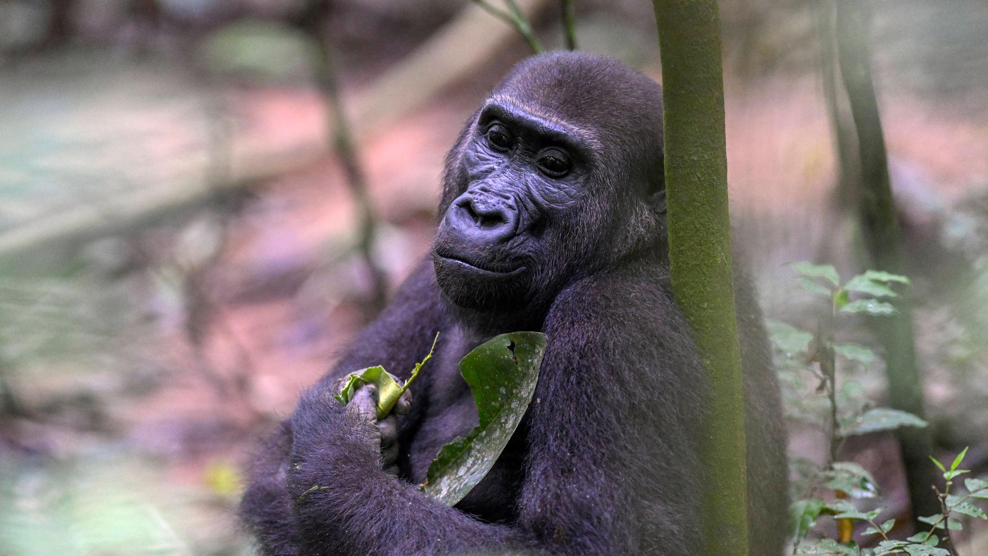 Ein Gorilla-Weibchen sitzt an einem Baum und hält ein Blatt in der Hand. Ein Gorilla-Weibchen sitzt an einem Baum und hält ein Blatt in der Hand.