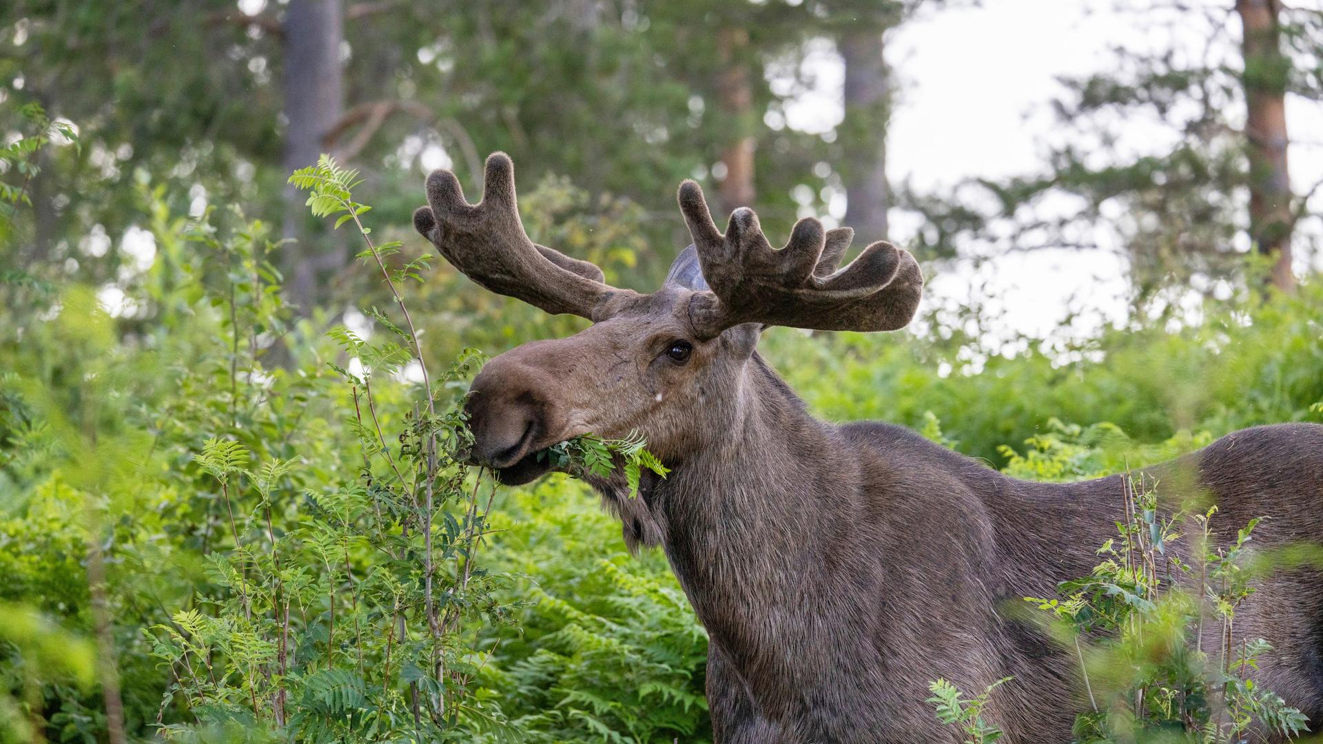 Europäischer Elch steht auf einer Lichtung in Schweden und frisst Ebereschenzweige.