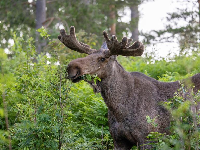 Europäischer Elch steht auf einer Lichtung in Schweden und frisst Ebereschenzweige.