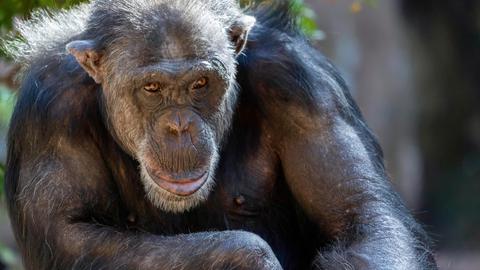 Das Porträt von einem älteren Bonobo Schimpansen in einem Zoo.