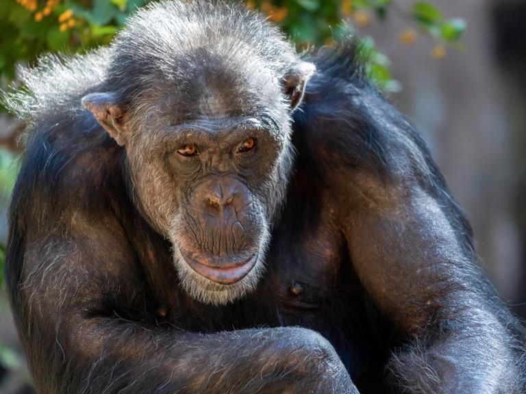 Das Porträt von einem älteren Bonobo Schimpansen in einem Zoo.