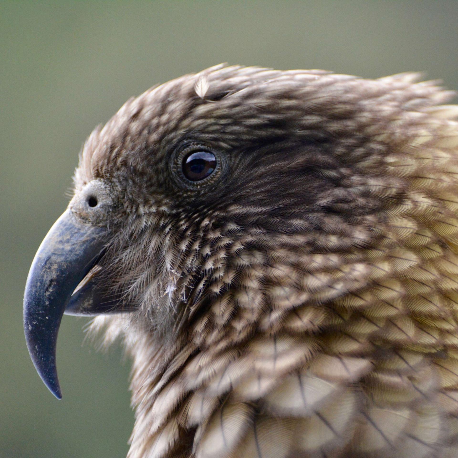 Live-Kinderhörspiel | Der Vogel Kakapo - Der Vogel Kakapo