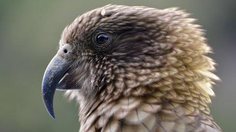 Nahaufnahme eines Kakapo Papageis.