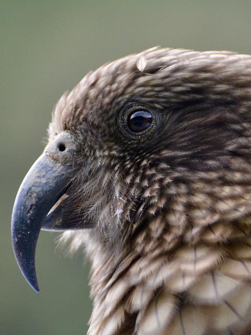 Nahaufnahme eines Kakapo Papageis.