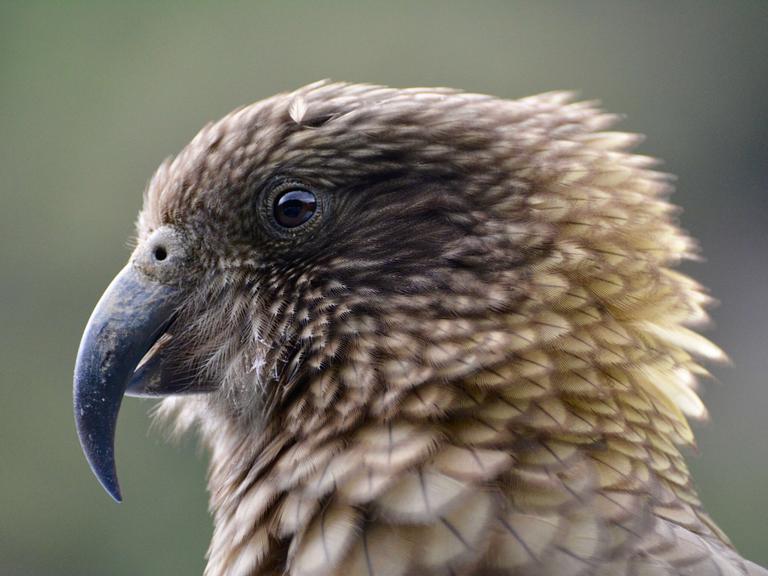 Nahaufnahme eines Kakapo Papageis. Nahaufnahme eines Kakapo Papageis.