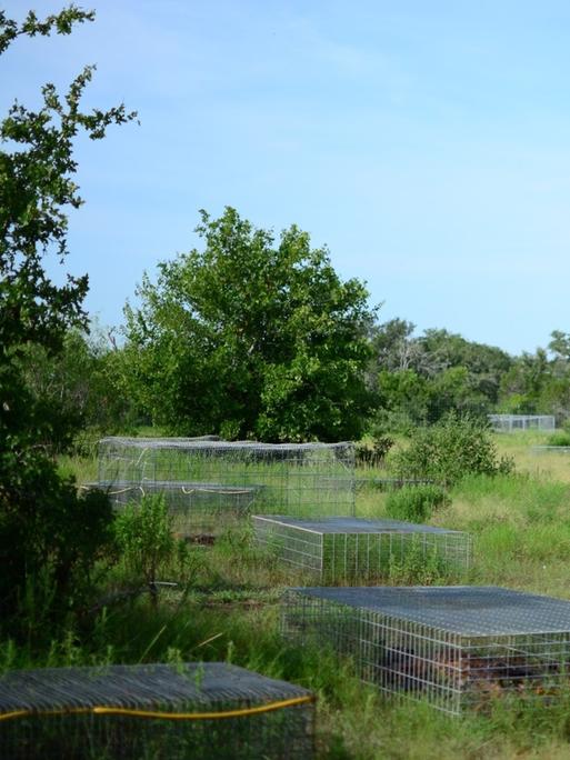 Käfige decken die Skelette auf der Body Farm in den USA ab.