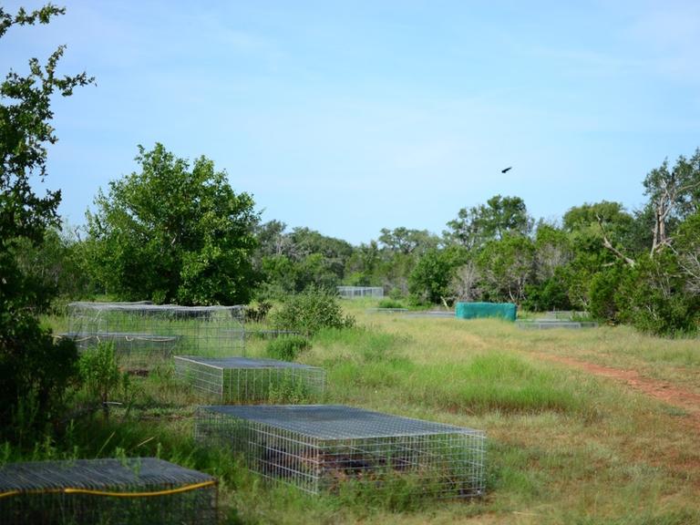 Käfige decken die Skelette auf der Body Farm in den USA ab.