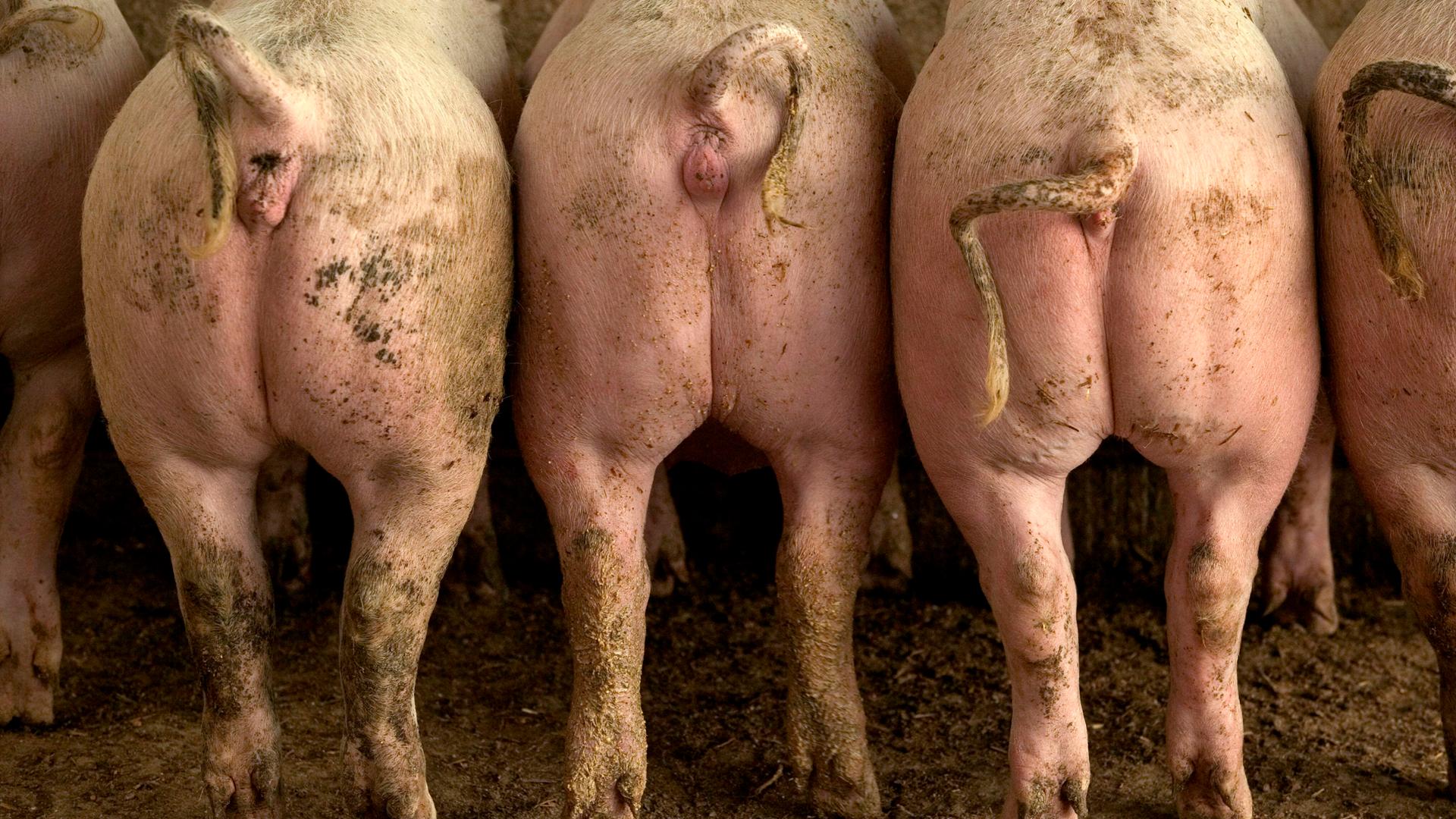Mehrere aufgereihte Schweine von hinten. Mehrere aufgereihte Schweine von hinten.