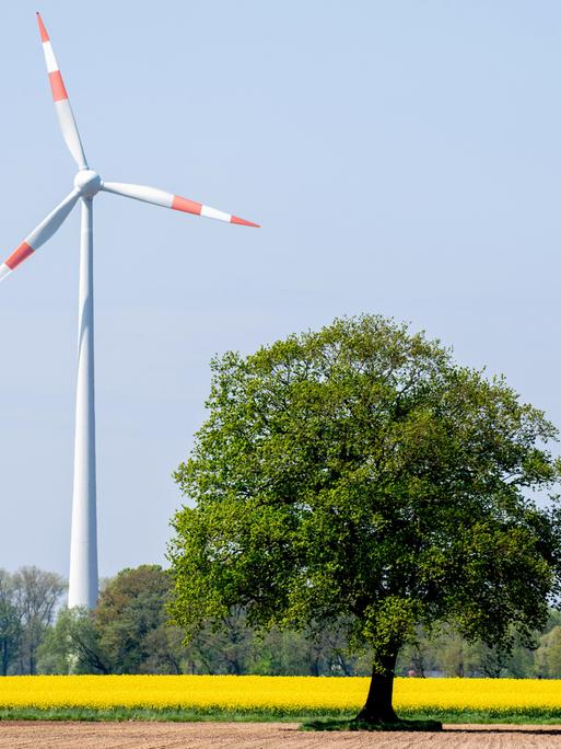 Eine Windkraftanlage steht bei sonnigem Wetter hinter blühendem Raps auf einem Feld im Landkreis Vechta.