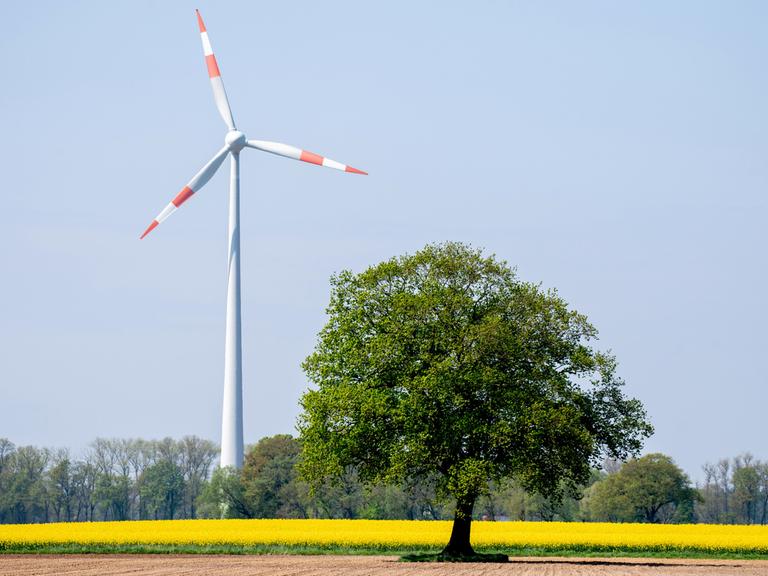 Eine Windkraftanlage steht bei sonnigem Wetter hinter blühendem Raps auf einem Feld im Landkreis Vechta.