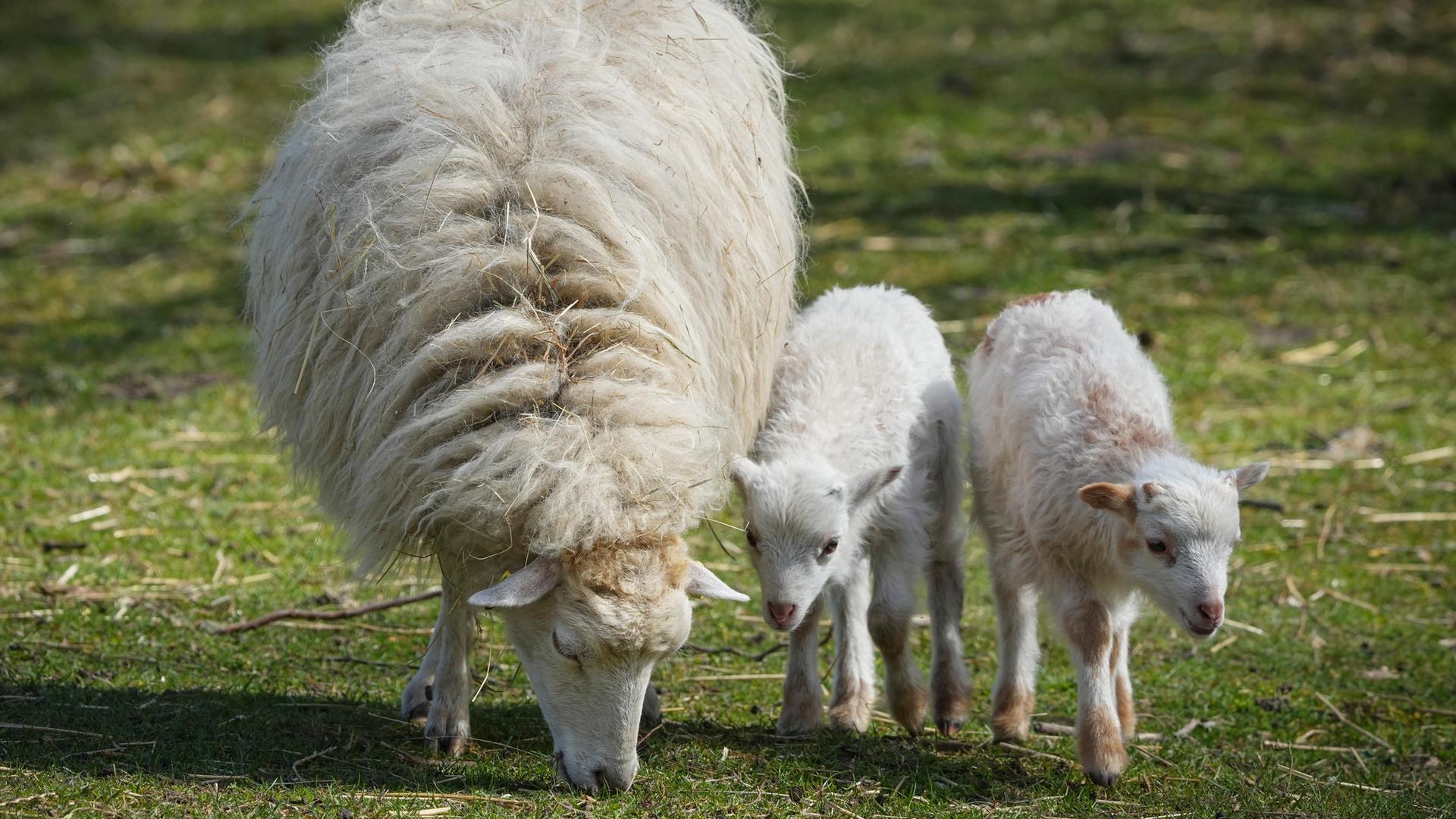 Schäferei im Wandel Kleinere Schafe für die Energiewende (Magazin)