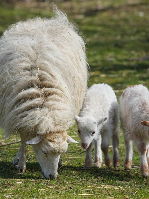 Zwei junge Lämmer stehen neben ihrer Schafsmutter auf einer Wiese.