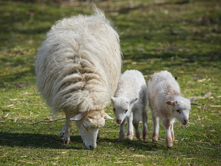 Zwei junge Lämmer stehen neben ihrer Schafsmutter auf einer Wiese.