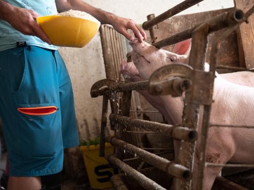 Ein Landwirt füttert Schweine auf einem Bauernhof