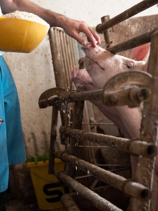 Ein Landwirt füttert Schweine auf einem Bauernhof