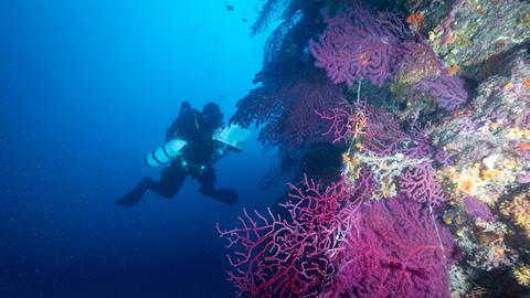 Wissenschaftler beim Tauchen im Mittelmeer vor einem Korallenriff