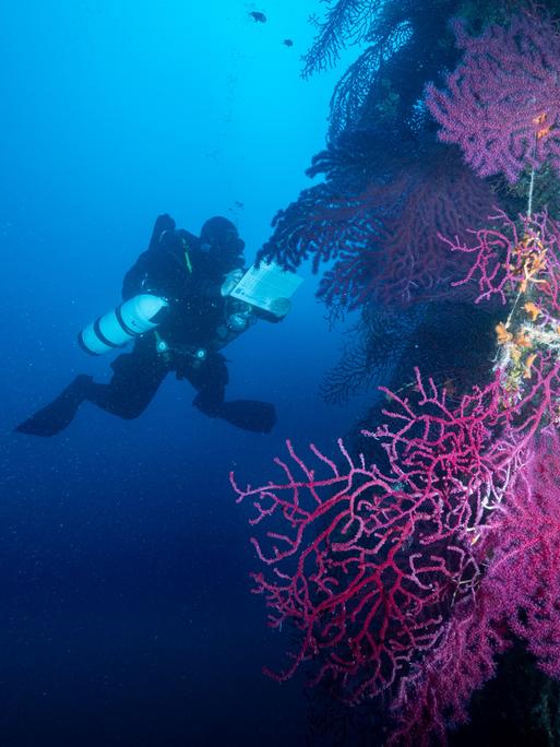 Wissenschaftler beim Tauchen im Mittelmeer vor einem Korallenriff Wissenschaftler beim Tauchen im Mittelmeer vor einem Korallenriff