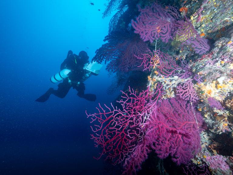 Wissenschaftler beim Tauchen im Mittelmeer vor einem Korallenriff Wissenschaftler beim Tauchen im Mittelmeer vor einem Korallenriff