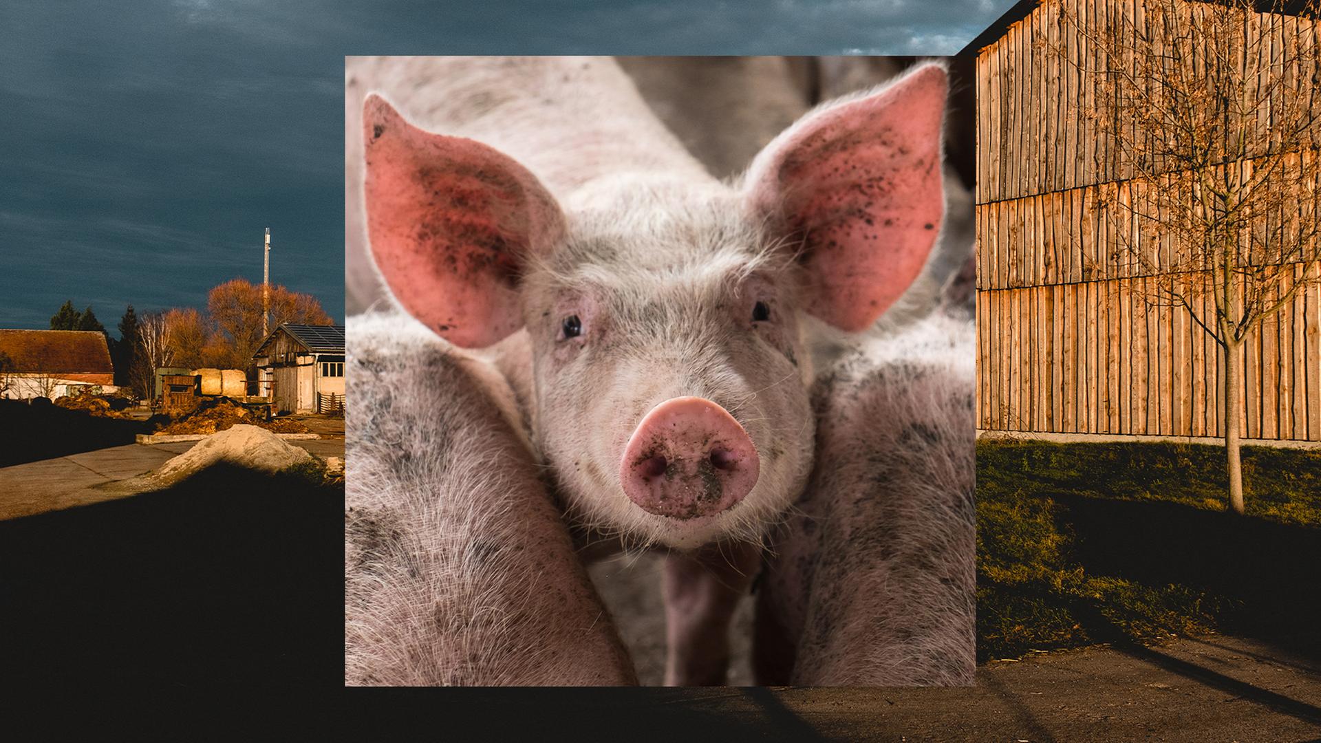 Bild in Bild: Vorn ein Schwein mit erhobenem Kopf zwischen zwei anderen Schweinen. Hintergrund: Bauernhofkulisse bei Abendlicht.