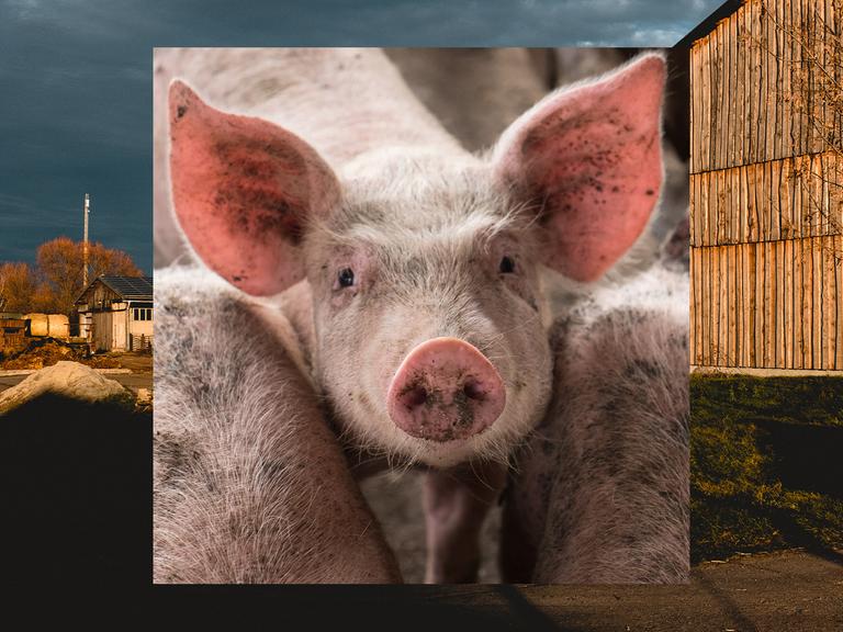 Bild in Bild: Vorn ein Schwein mit erhobenem Kopf zwischen zwei anderen Schweinen. Hintergrund: Bauernhofkulisse bei Abendlicht.